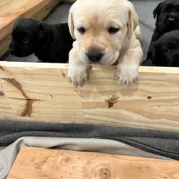 Labrador Retriever Puppies from Butlertown Labs