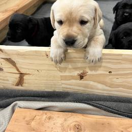 Labrador Retriever Puppies from Butlertown Labs