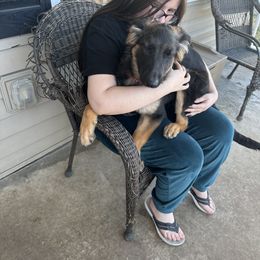 German Shepherd Puppies from Devon Rugerio's German Shepherds