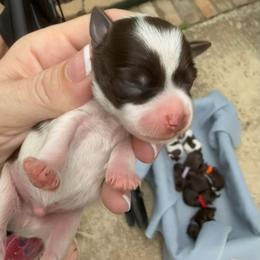 Chip very deep dark liver and white green collar - Parti male Miniature Schnauzer puppy in Temple, Texas from Schnauzers Of Taylor