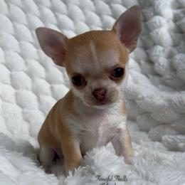 Radar - Chocolate sabled fawn male Chihuahua puppy in Michigan from Fanciful Thrills Kennel