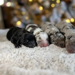 Miniature Australian Shepherd Puppies from Quartz Creek Aussies