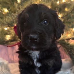 Red - Black and white female Bernedoodle puppy in Toledo, Ohio from Avery Doodle Day LLC