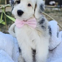 Light pink - Blue merle female Aussiedoodle puppy in Georgetown, California from Foothill Aussies