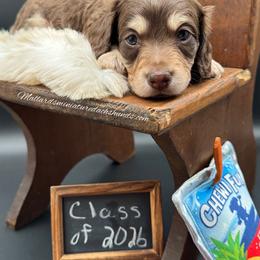 A plus Weiner - Chocolate and cream male Dachshund puppy in Montevallo, Alabama from Mallard's Miniature Dachshunds