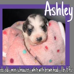 Ashley - Parti female Miniature Schnauzer puppy in Falcon, Missouri from The Way Dog Breeding