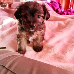 Tiberius Caesar - Tan male Yorkipoo puppy in Jersey City, New Jersey from Tuts Pups Cafe