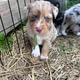 Green collar boy - Red merle male Australian Shepherd puppy in Flat Rock, Alabama from Fluffy Butt Acres