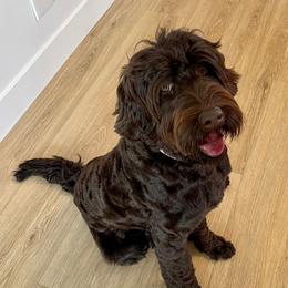 Millie - Australian Labradoodle