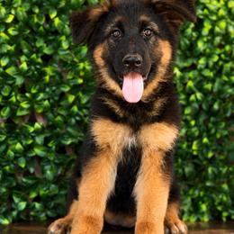 Azalea - Black and red female German Shepherd puppy in Virginia from Stahlhaus ( Previously Buffelbach Farmstead Shepherds)
