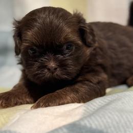 Boris - Chocolate male Shih Tzu puppy in Sharon, Pennsylvania from Keystone Danes and Shih tzus