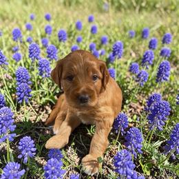 Blackey - Apricot male Goldendoodle puppy in Glenn Heights, Texas from Marvelous Mannered K9s of Texas