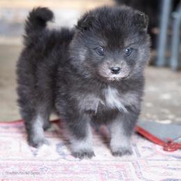 Cheer - Tri-color female Pomsky puppy in Moultonborough, New Hampshire from Foxfire Arctic Spitz