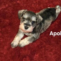 Apollo - Salt and pepper male Miniature Schnauzer puppy in Dozier, Alabama from The Bearded Lady Miniature Schnauzers