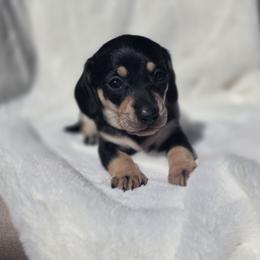 Paige - Black and cream female Dachshund puppy in Mcminnville, Tennessee from Red Barn Farms Minis