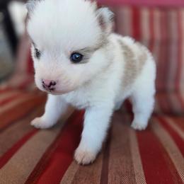 Croix - Silver and white male Pomsky puppy in Mc Callsburg, Iowa from SZ Rolling Acres LLC