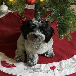Cookie - Coton de Tulear