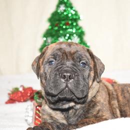 Bullmastiff Puppies from Happy Tails Bullmastiffs