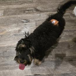 Rocky - Cavapoo
