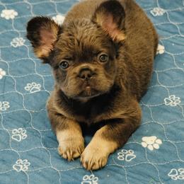 French Bulldog Puppies from Tellez House of Frenchies