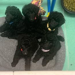 Red - Black male Poodle puppy in Chandler, Oklahoma from Nipigon Miniature Poodles