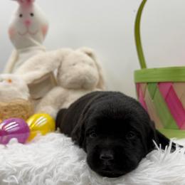 Pink - Black female Labrador Retriever puppy in Heath Springs, South Carolina from Rich Hill Retrievers