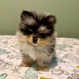 Skye - Merle - Blue merle female Pomeranian puppy in Minooka, Illinois from Sheree’s Pomeranians