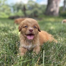 Boy 2 - Red male Nova Scotia Duck Tolling Retriever puppy in Lowell, Indiana from Bearfoot Aussies and Tollers