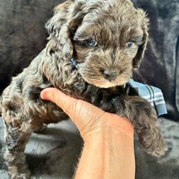 Luigi - Merle male Cockapoo puppy in Adrian, Oregon from ApplebyFarm