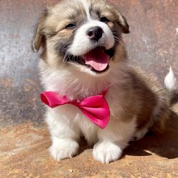 Pembroke Welsh Corgi Puppies from Mendoza Welsh Corgi’s