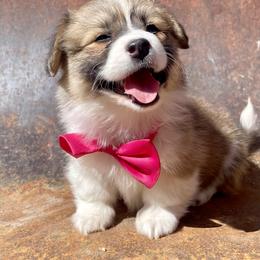 Pembroke Welsh Corgi Puppies from Mendoza Welsh Corgi’s