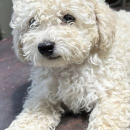 Poodles and Shih Tzus from Carrillo pets