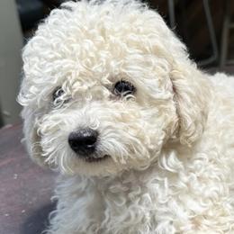Poodles and Shih Tzus from Carrillo pets
