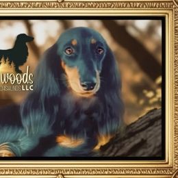 Lily (LITTL FUT RUSSIAN) - Dachshund