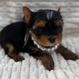 Tcup Girl Yorkie Puppy - Black and tan female Yorkshire Terrier puppy in Summerville, South Carolina from Our Yorkie and Morkie Puppies of Summerville, South Carolina.