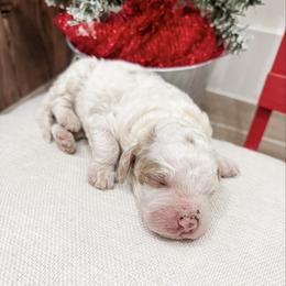 John - Parti male Poodle puppy in Saint George, Utah from Oodles of Poodles