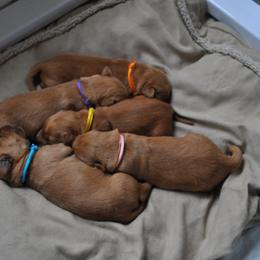 Golden Retriever Puppies from Aurora's Northern Goldens