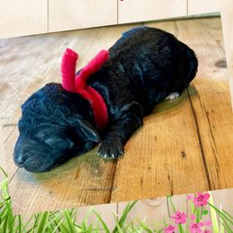 Bernedoodle, Double Doodle, French Bulldog, and Goldendoodle Puppies from Down on the farm Doodles