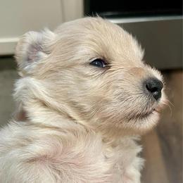 Spencer - Wheaten male Miniature Schnauzer puppy in Interlachen, Florida from Pam's Schnauzers