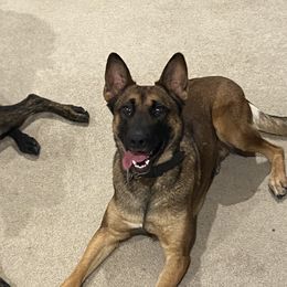 Tika - Belgian Malinois