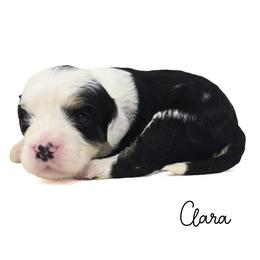 Clara - Tri-color female Bernedoodle puppy in Crawfordsville, Indiana from Winding Creek Ranch Doodles