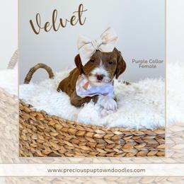 Velvet - Red  female Goldendoodle puppy in Bell Buckle, Tennessee from Precious Puptown Doodles