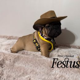 French Bulldog Puppies from Elite Sweet Frenchies