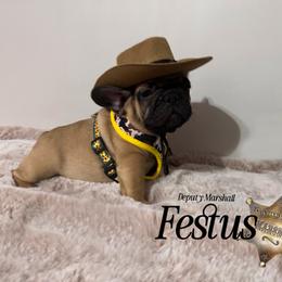 French Bulldog Puppies from Elite Sweet Frenchies