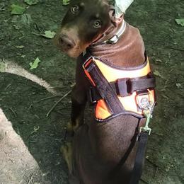 Doberman Pinscher Puppies from Jensen Dobermans