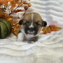 Clove - Sable male Pembroke Welsh Corgi puppy in Hico, Texas from Chisholm Trail Kennels