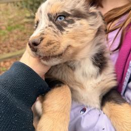 Swirl - Red merle male Australian Shepherd puppy in Macon, Georgia from Shaina’s Shepherds