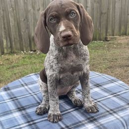 German Shorthaired Pointer and Jack Russell Terrier Puppies from Ivy Creek Kennels