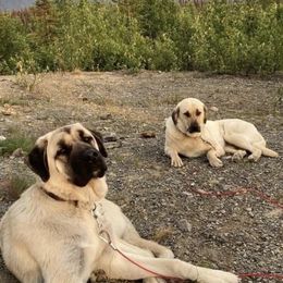 Anatolian Shepherd Dogs from Moose Crossing Anatolians