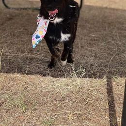 Australian Shepherd Puppies from Raymond Madrigal